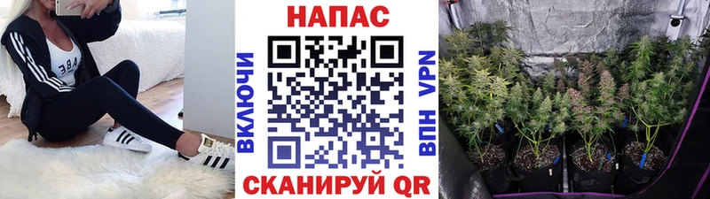 где продают Карабаш Канабис планчик